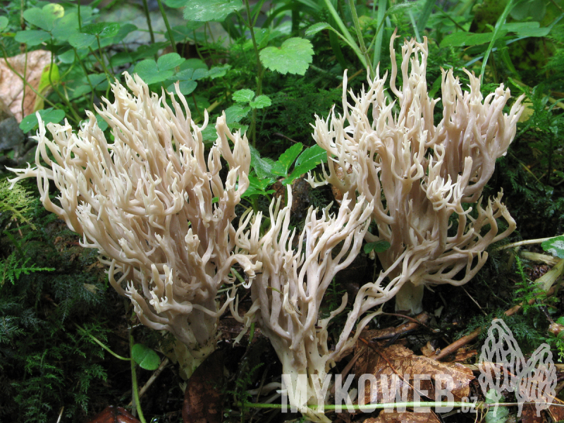 Clavulina coralloides