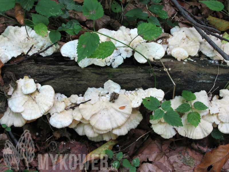 Trametes pubescens