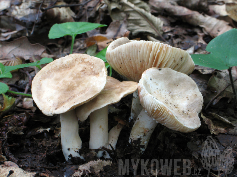 Lactarius azonites