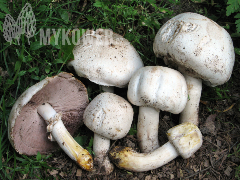 Agaricus xanthodermus