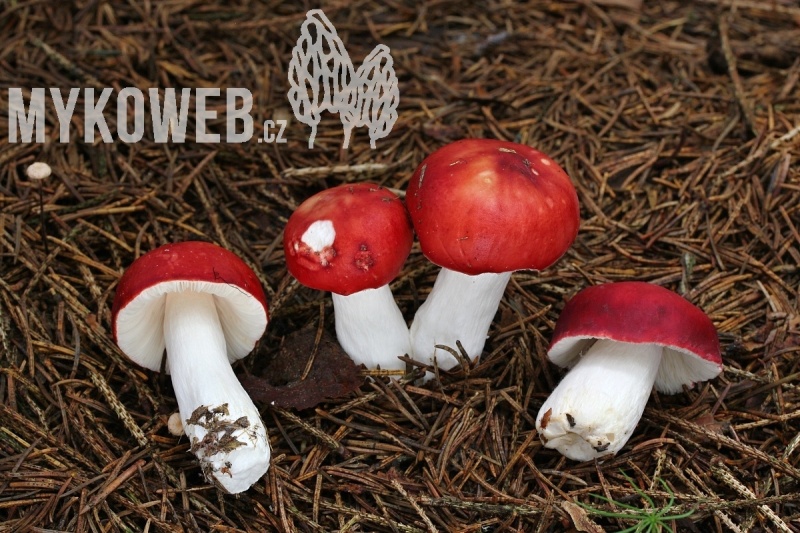 Russula emetica