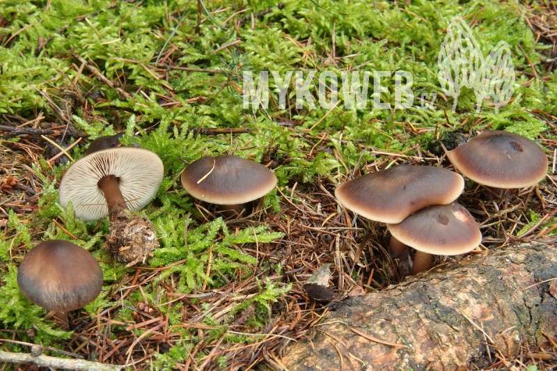 Rhodocollybia butyracea f. butyracea