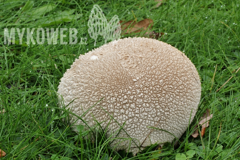 Lycoperdon utriforme