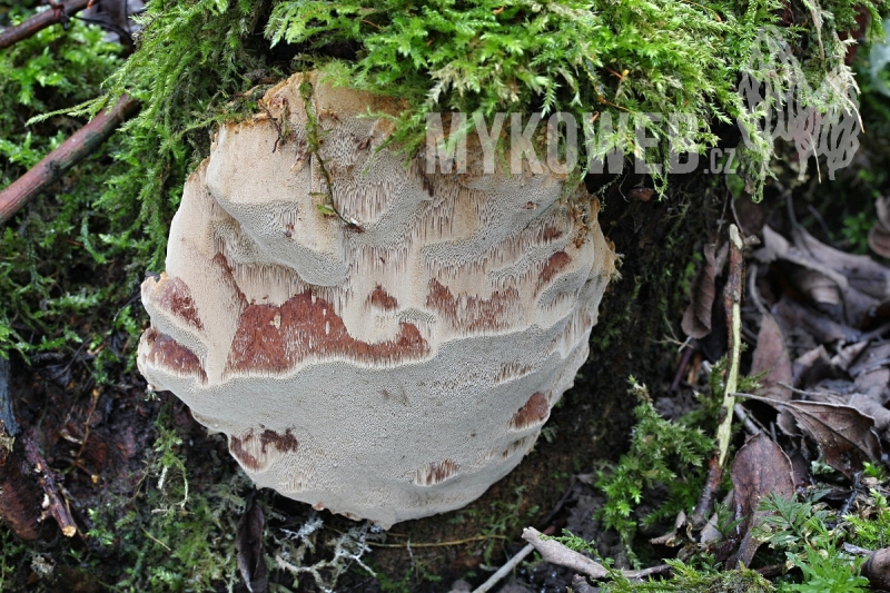 Phellinus pomaceus