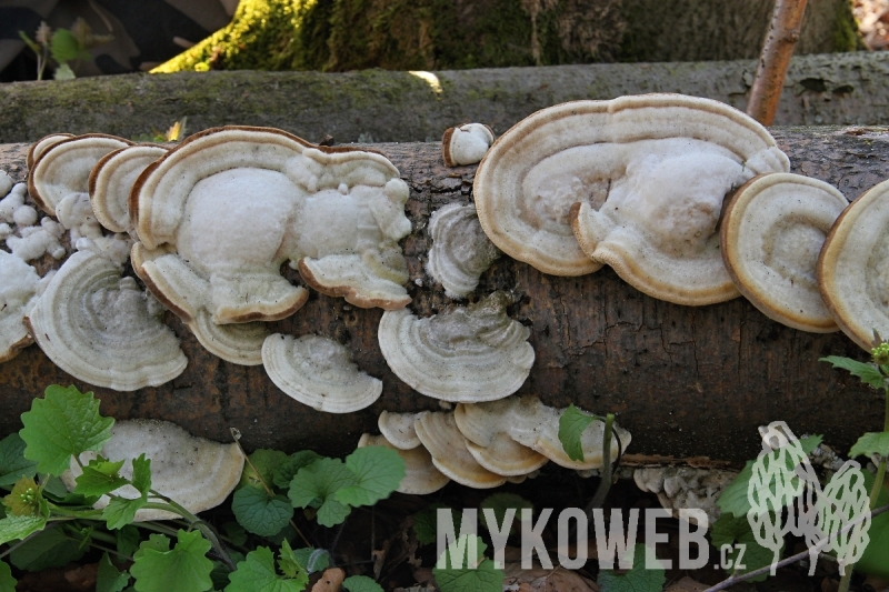 Trametes hirsuta