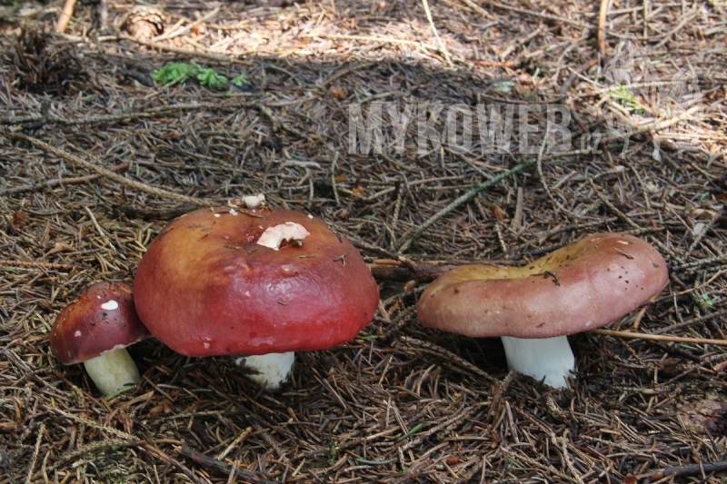 Russula vinosa