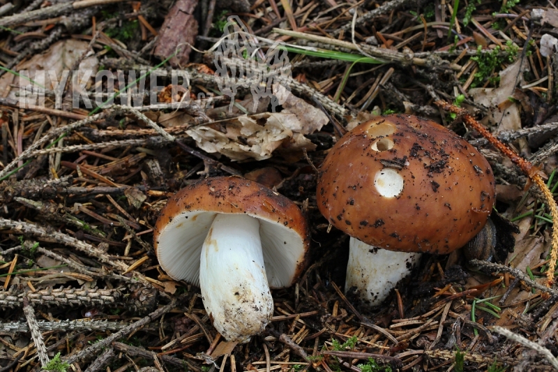 Russula mustelina