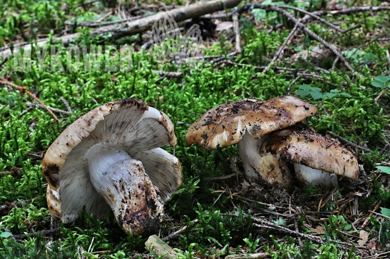 Russula illota