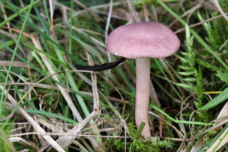 Rugosomyces carneus