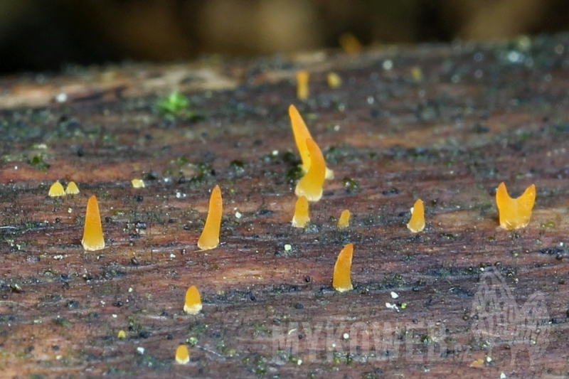 Calocera cornea