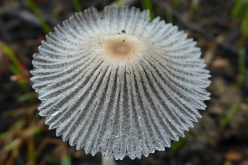 Parasola plicatilis