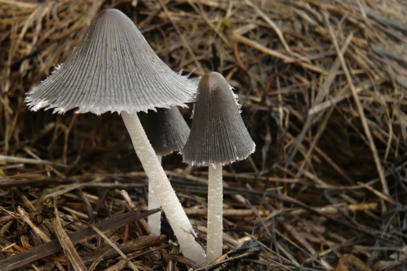 Coprinopsis lagopus