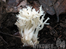 Clavulina coralloides