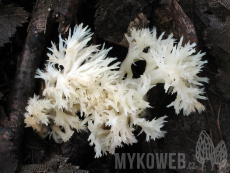 Clavulina coralloides