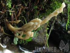 Clavulina coralloides