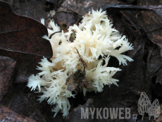 Clavulina coralloides