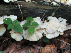 Trametes pubescens