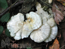 Trametes pubescens