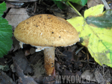 Lepiota boudieri