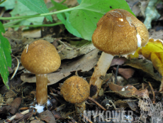 Lepiota boudieri