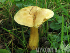 Tricholoma sulphureum