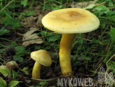 Tricholoma sulphureum