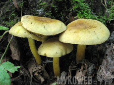 Tricholoma sulphureum