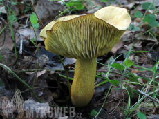 Tricholoma sulphureum