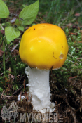 Amanita muscaria