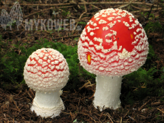 Amanita muscaria