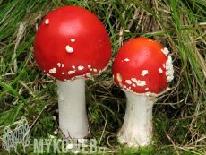 Amanita muscaria