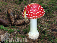 Amanita muscaria