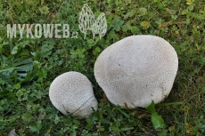 Lycoperdon utriforme