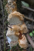 Phellinus pomaceus