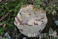 Phellinus pomaceus