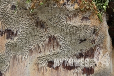 Phellinus pomaceus