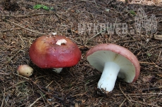 Russula vinosa