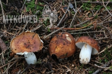 Russula mustelina