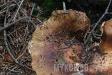 Russula mustelina