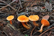 Hygrophoropsis aurantiaca