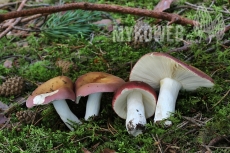 Russula vinosa