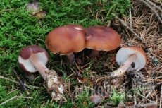 Rhodocollybia butyracea f. butyracea