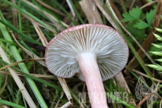 Rugosomyces carneus