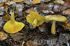 Tricholoma frondosae