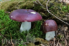 Russula vinosa