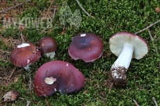 Russula vinosa