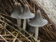 Coprinopsis lagopus