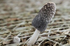 Coprinopsis lagopus