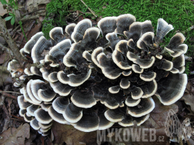 Trametes versicolor