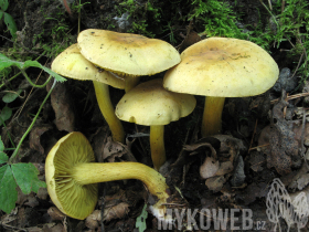 Tricholoma sulphureum